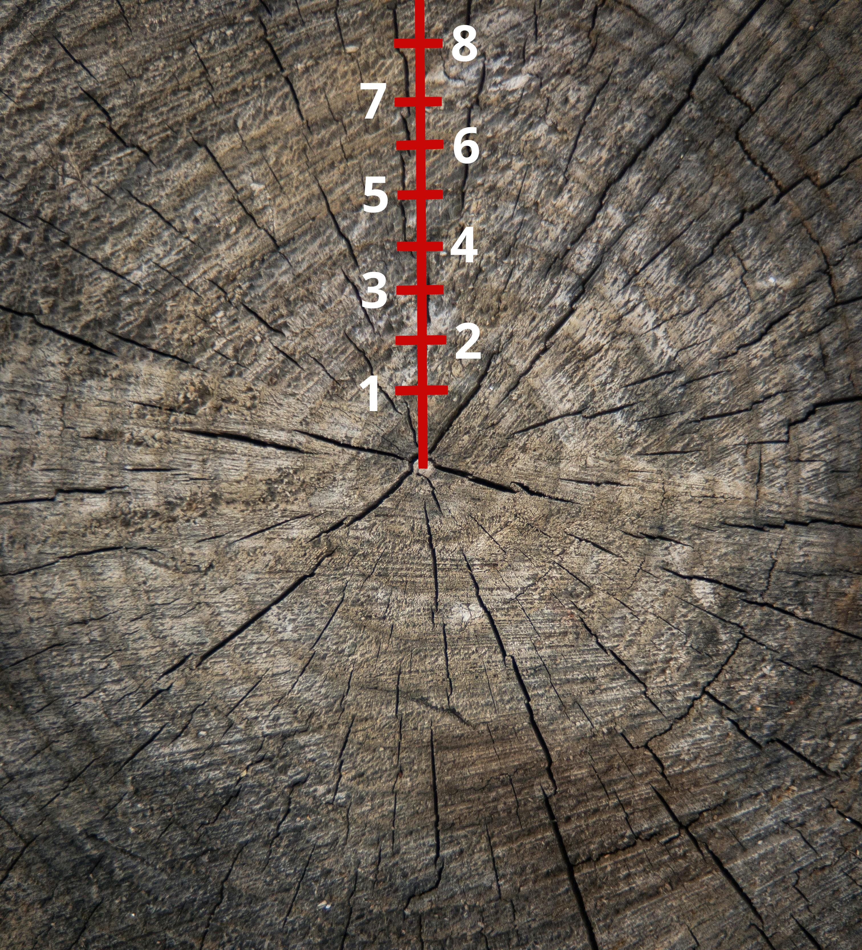 Tree rings